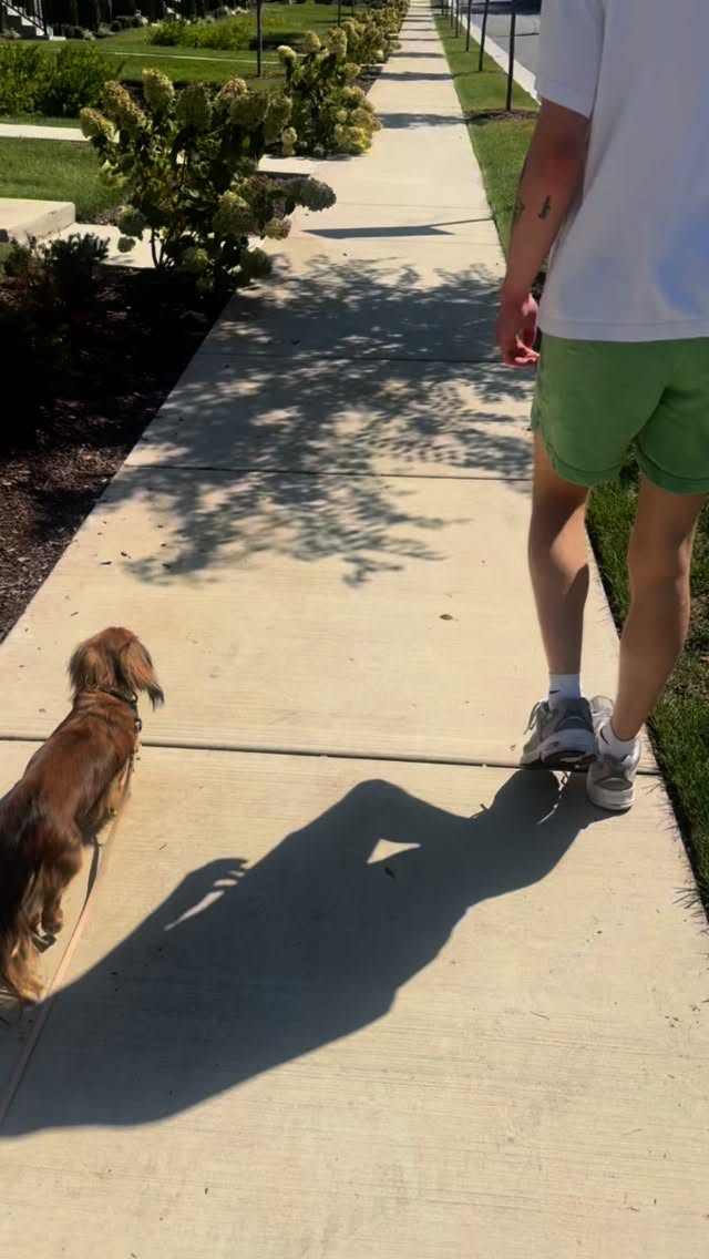 Dog training does not have to be complicated, long, drawn out, expensive, or done through a board and train. This is our third session. Eli and Nolan are killing it!