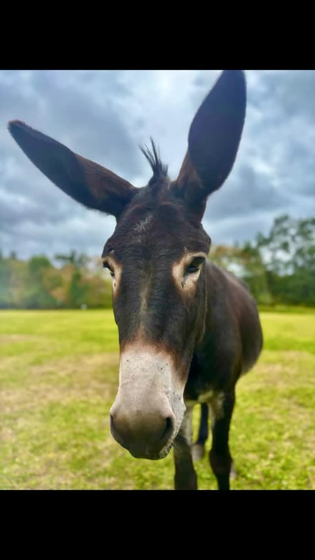 🙌🏽Did someone say Birthday🙌🏽
🥳🥳🥳🥳🥳🥳🥳🥳🥳🥳🥳 #farmparty #partyideas #birthdaypartyideas #fyp
#childrensparty #birthdayideas #childrensbirthday #warringtonbirthday #woodlandsalpacafarm