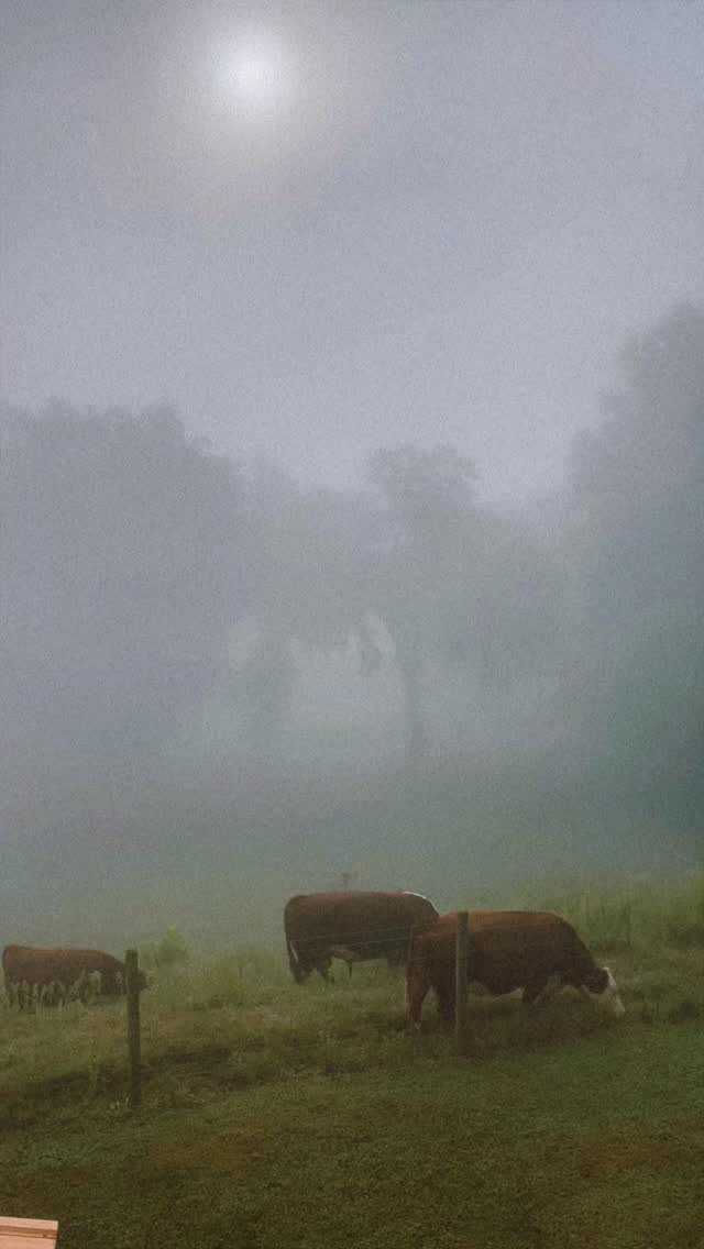 Well baby (bull) “TANK” our newest member of the family. Wednesday, September 10, 2025.
#lasaterhomestead #cattle #family #hereford #babyanimals #bull