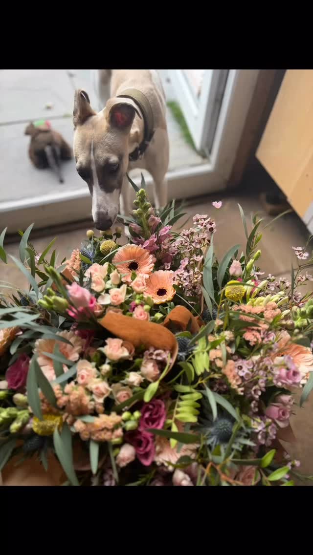 Flowers and whippets my favourite combo ❤️💐✨