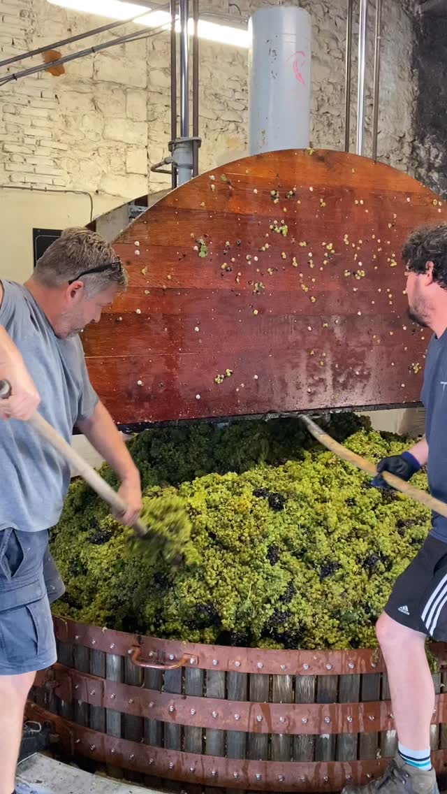 Champagne harvest ! Pressing the grapes. 
#toursinchampagne
#tourwithlocals
#besttours #winetours #champagne #champagneexperience 
#champagnelover #champagnelovers
#champagneaddict #champagne
#private #privatexperience #honeymoon #champagnesecret #champagnemoments #champagneprivateexperience #luxurychampagne #finechampagne #champagneguide #champagnelife  #champagnetasting #winelover #winelovers #winetasting  #wineblogger #winedestination #winetravel #winetraveler
#thechampagnewineclub #champagneluxurytrip