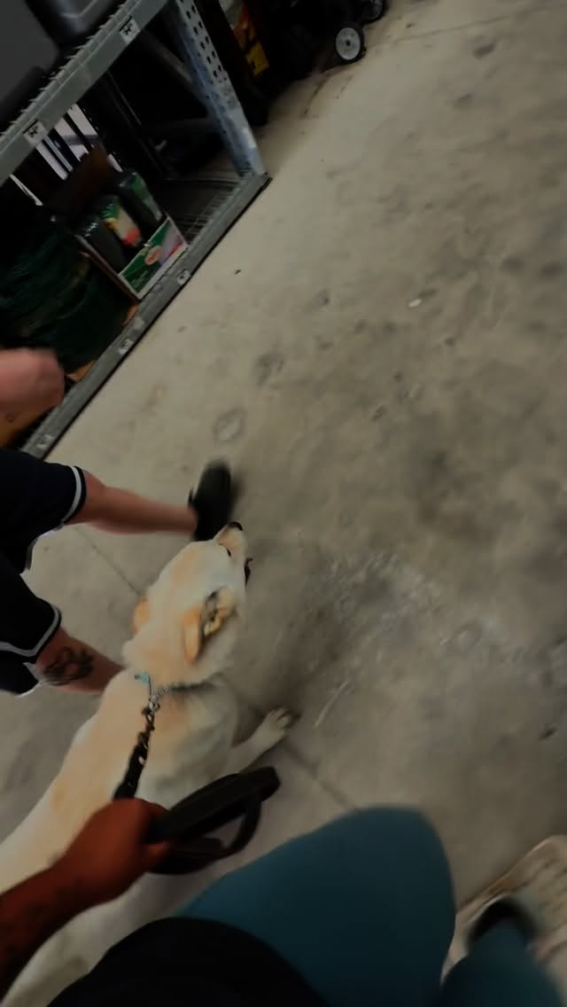 Donāt forget your dog can find Halloween decorations spooky!!! Keep this in mind as the holidays season approach and take advantage of local pet friendly stores with these out to work on confidence building!!!
.
.
.
I only have two more board and train spots available then Iāll be booked until November 28th! The last day to book one of these two spots is October 17th!
.
For my boarding clients I will not be boarding anyone from November 14th-24th!
.
Private lesson clients your blackout dates will be November 17th-21st!
.
(If anyone needs any specific dates that I am not offering feel free to reach out and I can recommend you to other local trainers to work with)
.
.
.
#satxdogtraining #sanantoniodogtraining #boardandtrain #balancedtraining #dogtraining #sanantonio #spookyseason