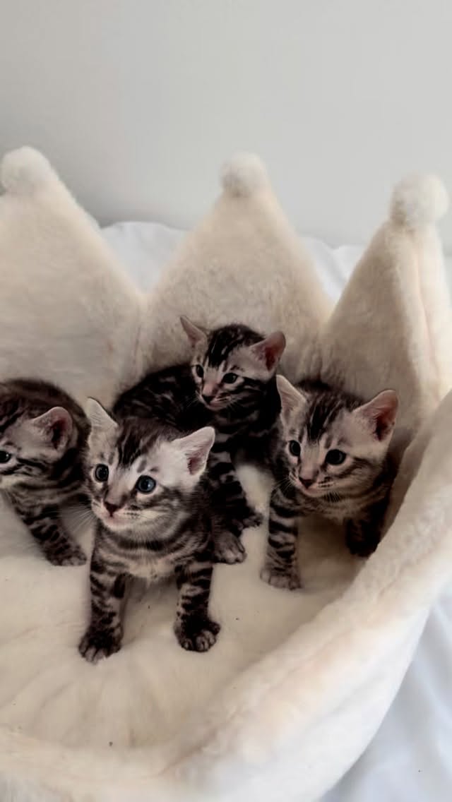 🚨RESERVATIONS OPEN🚨
We are now taking reservations for these handsome silver bingo boys. They are currently four weeks old and will be ready to be rehomed at 9 to 10 weeks. #bengalcat #socalbengals #californiabengals #exoticbengal #bengalsofinstagram #greeneyebengal #catlovers #catlife #bengalkitten #snowlynxbengals #silverbengals