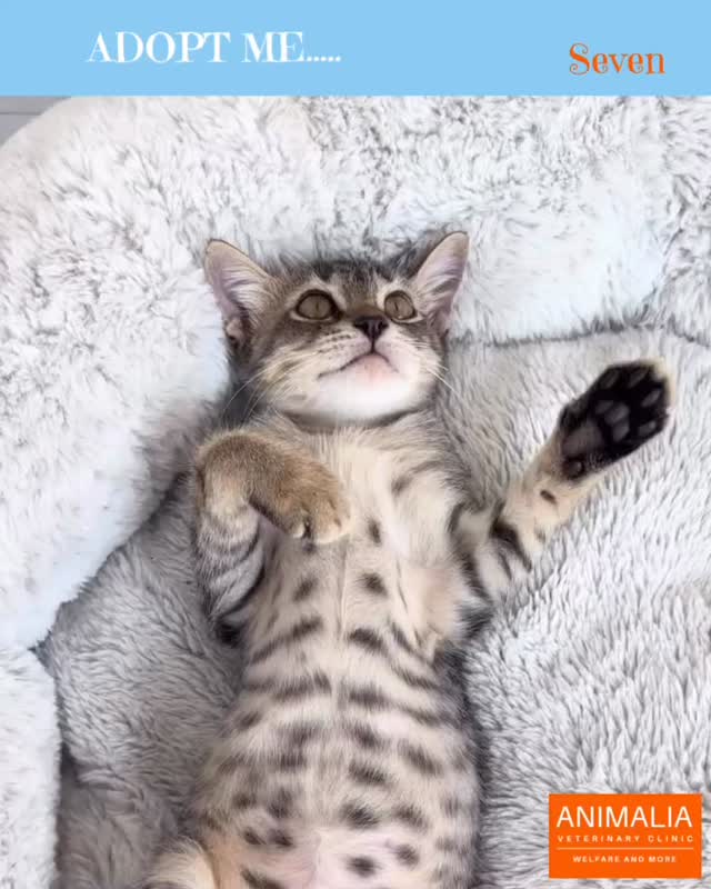 #animaliauae #uae #loveuae #cats #animals #animalwelfareinschools #communitycats #animalrescue #abudhabi #animalcare #vetclinic #veterinaryhospital #veterinaryclinic#mastersurgeon #surgery #adoptdontshop #catadoption #education #animaliapaws #animalwelfareabudhabi#animalwelfareeducation #youthprograms #sustainability #yearofcommunity #uae2025 @dofeuk @animaliauae