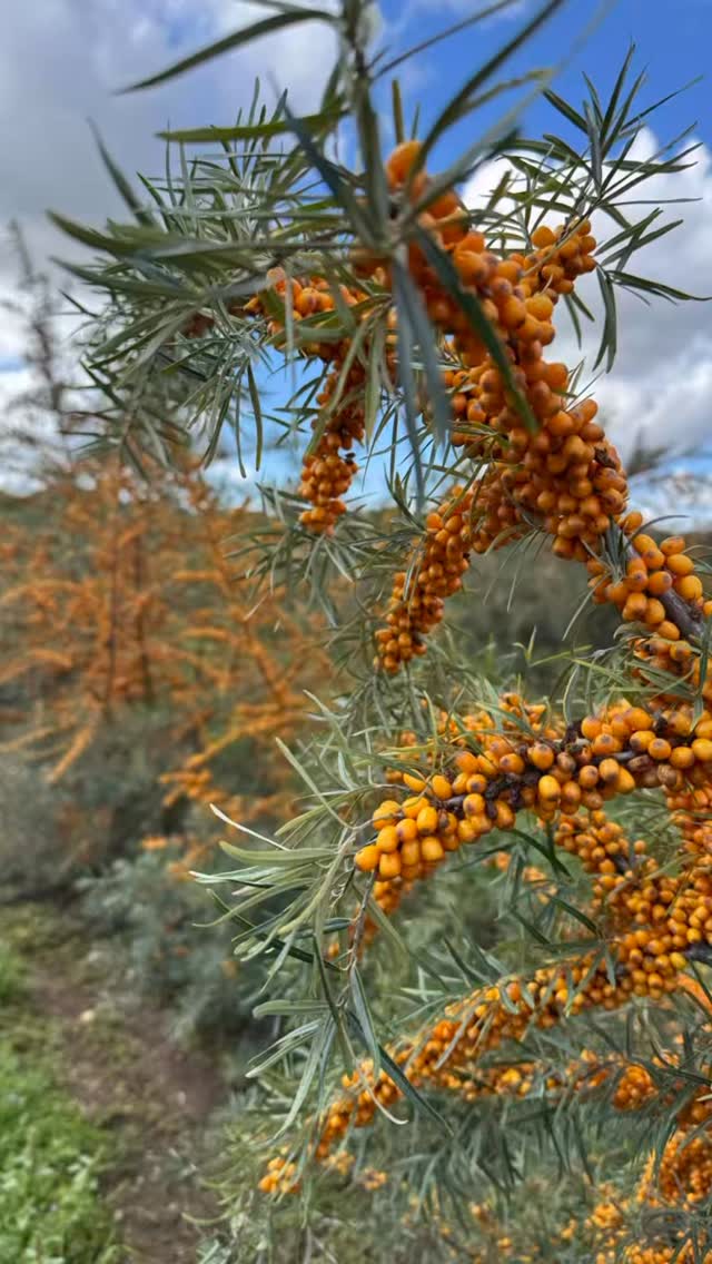 Erntezeit am Sanddornfeld 2025 🧡
Mit viel Liebe geerntet, damit ihr die beste Qualität in jeder Flasche schmecken könnt.
Unser Sanddorn ist zu 100% bio, regional und natürlich – reich an Vitamin C!
#sanddorn #erntezeit #naturpur #bio #landleben#regional#sanddornsaft#heimathungrig#superfood#kauflocal