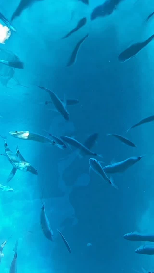 #capriexcursions
#solbevi_official
#capri
#seamagic