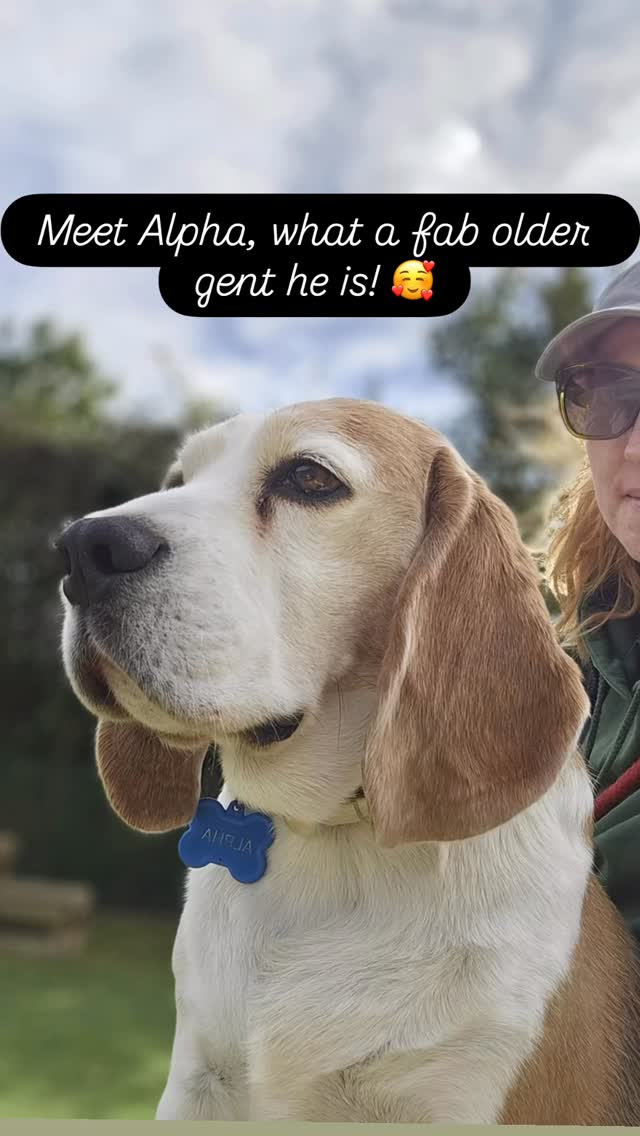 Meet Alpha, a fab addition to the Pawsome Pack ☺️ #doggydaycareuk #castledonington #pawsomedays #cutedogs #beagle