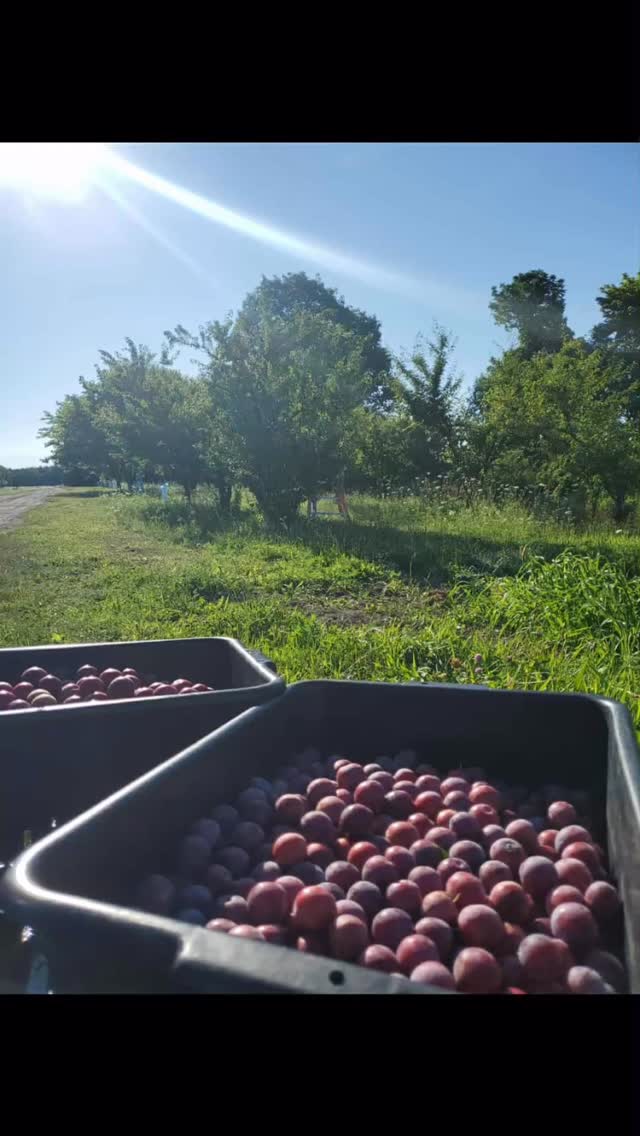 @redfoxorchards is popping up at today’s harvest hop!
They will have apples, cider, assorted jams, vegetables and Japanese eating plums for sale
we also will be featuring their delicious sparking apple cider in our signature apple jack attack !! 🤤
and there tart cherry jam on our flat breads !
Lessons at 3pm with @thehawksnestshopp
Live music with @banjosole Miss Paula and The Twangbusters til 6pm!
giddy up!