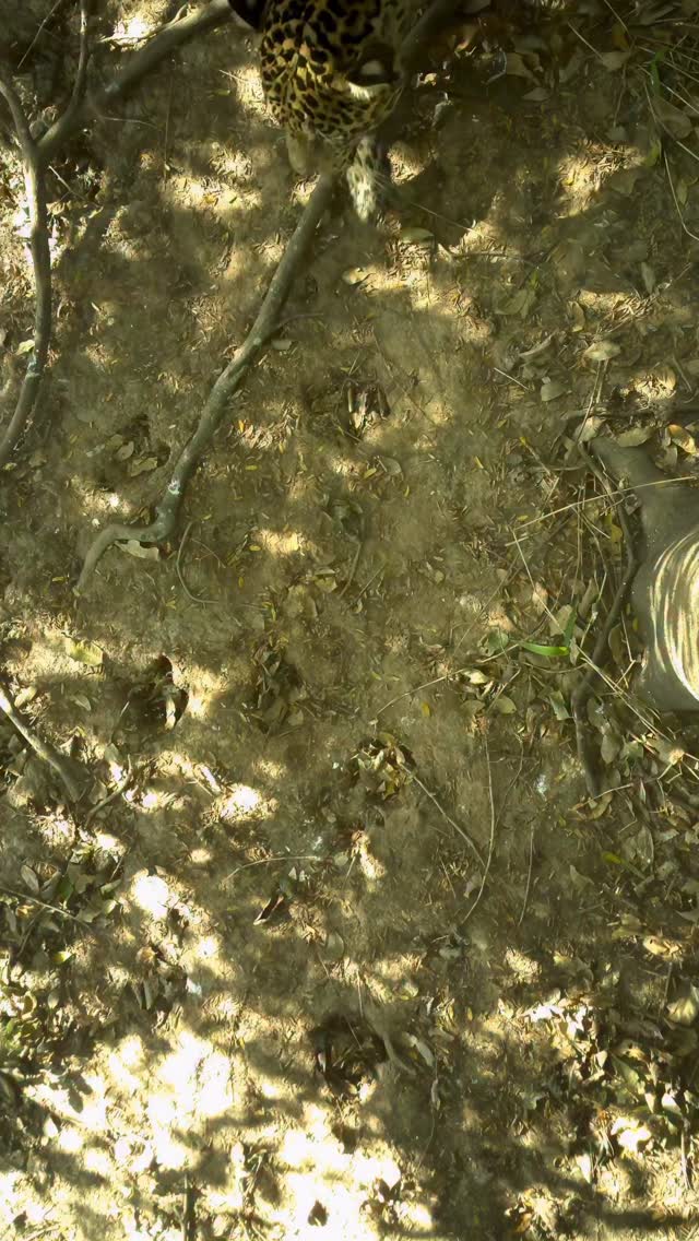 🐆 🇧🇷 BAGUA 🇧🇷 🐆
A powerful male jaguar from the Pantanal, seen here strolling confidently beneath our camera.
Bagua’s name, meaning “wild steer” or “wild animal,” was chosen by local schoolchildren in Porto Jofre. First recorded in 2021, he’s been observed across multiple seasons and is known to be a shy cat who avoids too many boats along the Três Irmãos River. Despite his elusive nature, Bagua has played an important role in the jaguar population, being documented with several mates over the years.
Every sighting like this adds to our understanding of jaguar behavior, territories, and family lineages. Critical knowledge for long-term conservation.
The @jaguaridproject continues to build individual profiles like Bagua’s, weaving together the life stories of these magnificent cats.
#Jaguar #Bagua #PantanalJaguars #WildCatImagingProject #JaguarIDProject #BigCatsOfTheWorld #ConservationInAction #PantanalWildlife