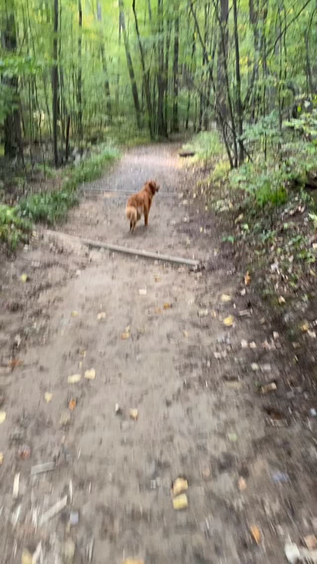Sunday trail walks to avoid thinking about Monday
#dogsofinstagram #nature
