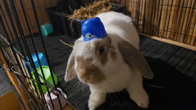 Miso and Charlotte!! Welcome back to our lovely Bunny Hotel, we are soo happy to have Charlotte back to as a guest and to have the pleasure to meet Miso (cheeky boy!!)
Already loving you โค๏ธโค๏ธโค๏ธ๐โค๏ธ๐
#thecoolbunnysitters #rabbitsitting #petsitting #bunnysitting #bunnylovers #bunny #rabbit #petcareservices #petcare