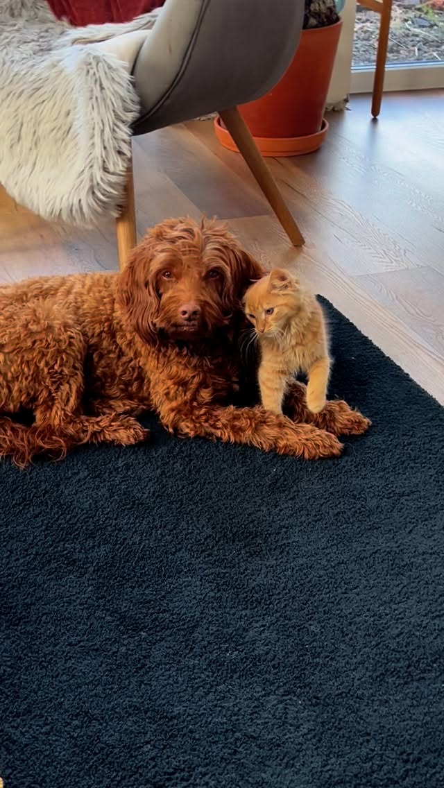 Proof that cats and dogs can be BFFs… especially with the right puppy, raised with love and… well, cats 🥰
.
.
.
#IrishDogs #IrishPuppies #DogLoversIreland #PuppyLoveIreland #DogsOfIreland #PuppyLife #FamilyDogs #DogsAndCats #PetFriendlyHomes #IrishDogBreeders #LoveDogs #PuppyForSaleIreland #DogLoversCommunity #HappyPuppies #petloversireland