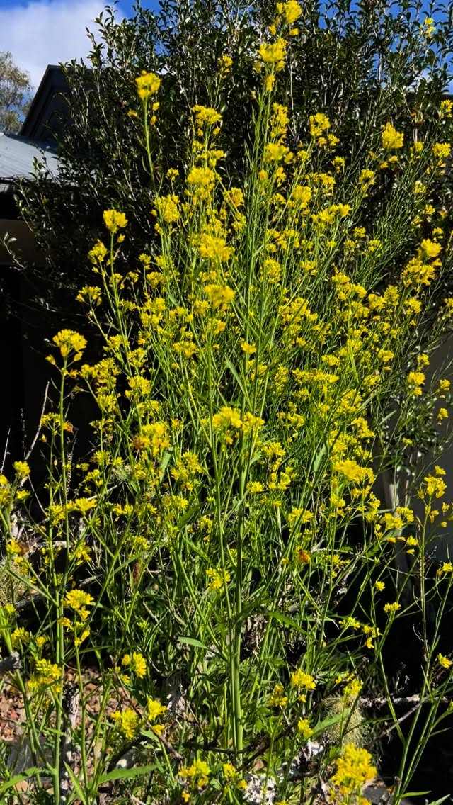 The overnight temperatures are still quite cool but the flowers are in full bloom. Today was my second sighting of a Native Great Carpenter bee. If you’re fast, you can see it here. It’s wonderful to see so many healthy bees here given the aggressive poisoning program currently being undertaken in our local area, under the guise of attempting to eradicate fire ants.