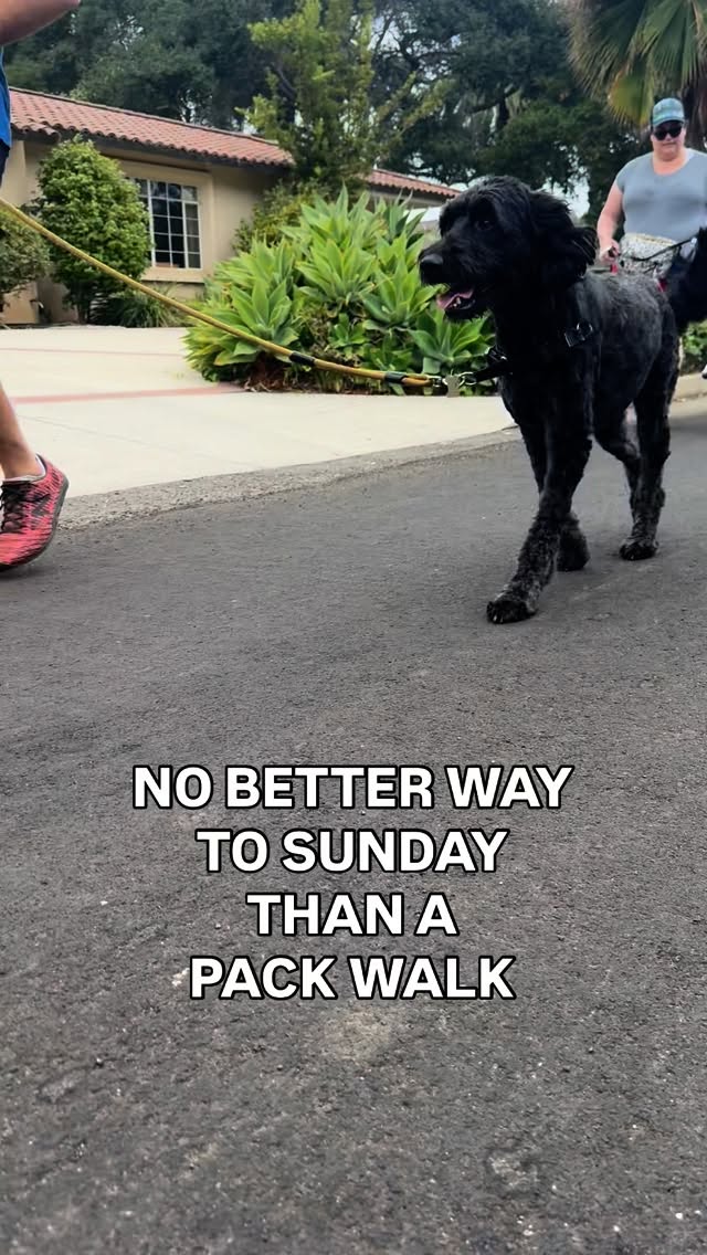 No better way to Sunday than a pack walk with @wnwh_dogtraining