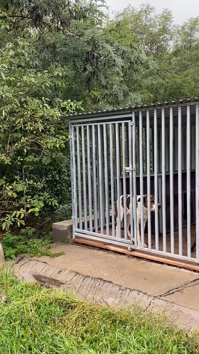 ✨ Jeder Hund verdient ein Zuhause ✨
Im Tierheim Eger warten unzählige Seelen – manche schon seit Jahren.
Bei unserer nächsten Fahrt darf ein Hund in ein Zuhause ziehen ❤️
Die anderen müssen wir zurücklassen …
🙏 Damit wir trotzdem Hoffnung schenken können, brauchen wir eure Unterstützung:
📦 Sachspenden
💶 Geldspenden
🐾 Jede kleine Hilfe zählt!
Tierschutz Team Franken e.V.
IBAN: DE26 7605 0101 0013 6138 07
BIC: SSKNDE77XXX
➡️Das wird benötigt:
-Op Bodies
-Wurmmittel &Flohmittel
-Futter
-Hunde & Katzenboxen
-Leckerchen & Kauartikel
-Gut erhaltene Leinen &Geschirre
👉 Gemeinsam können wir mehr bewegen.
#tierschutz #adoptdontshop #spendenaktion #tierheimliebe #hundefreunde