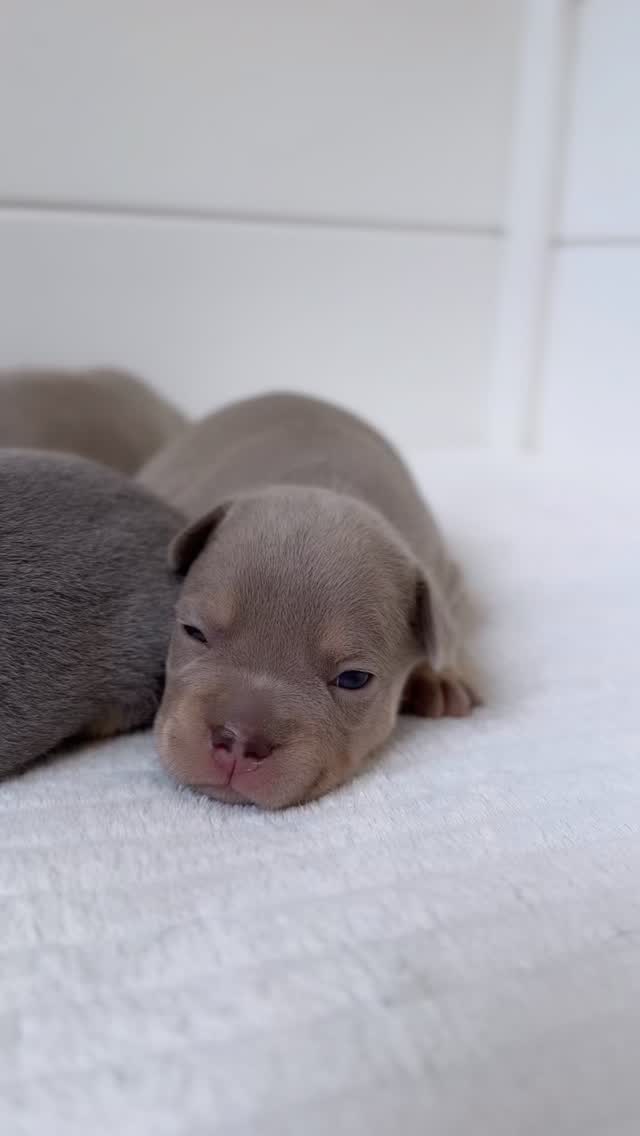 Puppylove. 🥹❤️
#alphabully #retrofrenchie #huskyfrenchie #sportlichebulldogge #französischebulldoggen #bulldoggswithnoses #bullymitnase #healthyfrenchie #frenchiesofinstagram #sportlichefrenchies #nasenbär #französischebulldogge #französischebulldoggedeutschland #französischebulldoggeschweiz #bullysmitnase #frenchiebreeder #bulldoggezüchter