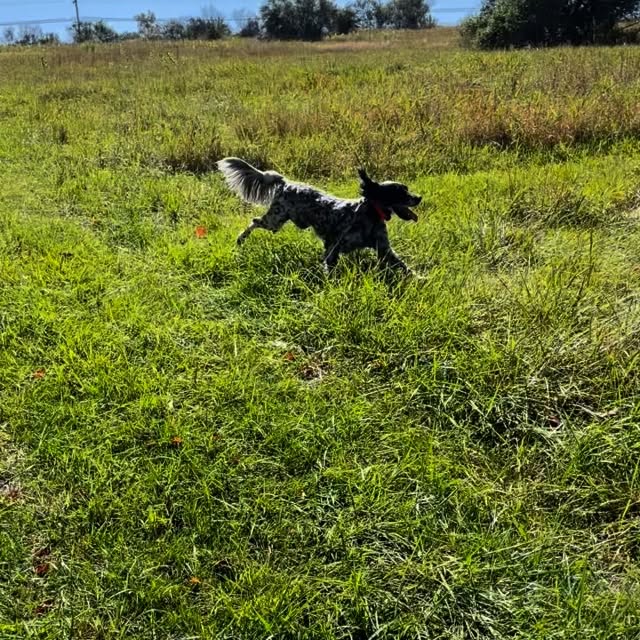 This is our last run on the training grounds before the season. I love being able to clearly see the dog work, which is often not possible in grouse and woodcock cover. For folks who are not bird dog people, this clip is a good example of how pointing dogs work. The dog’s job is to cover ground searching for birds by scent and then stop when they get close to a bird, and “point” towards the location of the bird. And they should stay in that pointing position while their human approaches to flush the bird. It looks like Breeze is just running, but she is actually taking in scent the entire time. In this case she is running with the wind direction coming from her right, and she hits the scent suddenly.