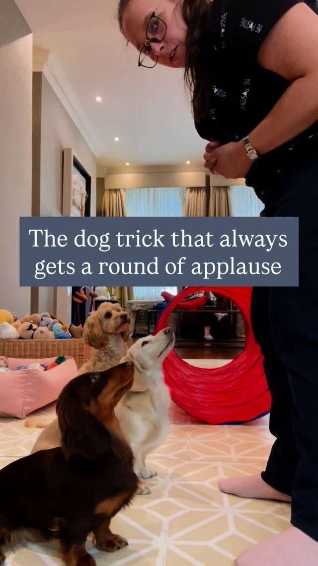 3, 2, 1… turn! 🔄🐶
Not magic just teamwork and trust 💛🐕
Training it’s about focus, connection, and fun.
Any dog can learn to follow your lead with the right guidance!
🚀Want your dog to spin in sync too?
Comment YES and I’ll show you how