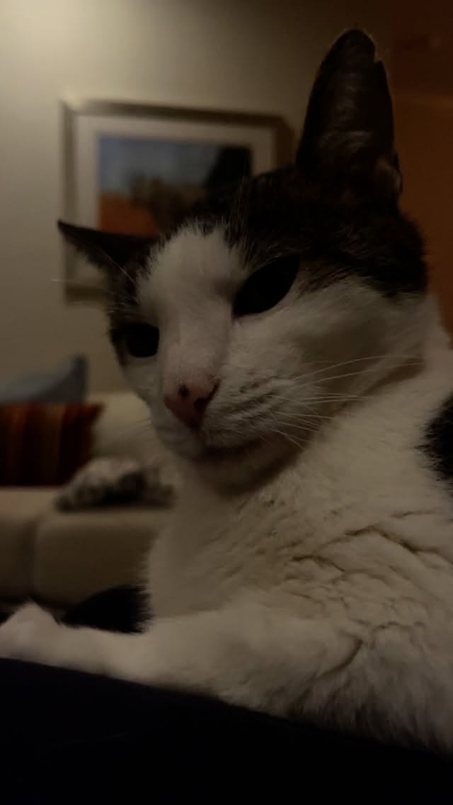 Late night affirmations.
#petsitter #asheville #cat #catsitter #affirmations #snuggles #purr #bubbles