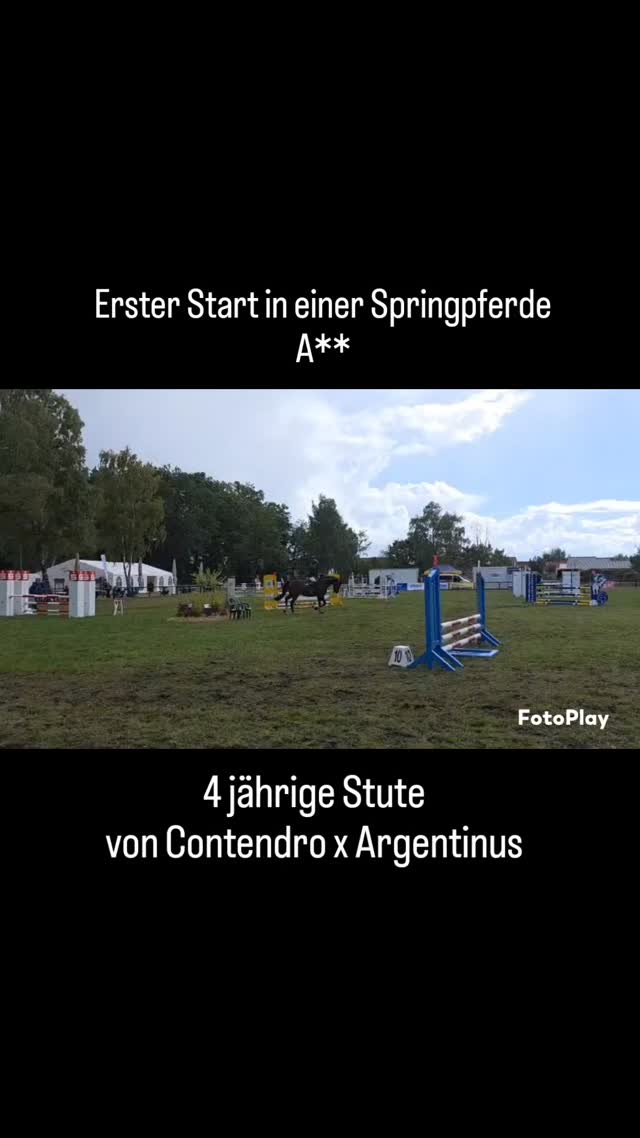 ✨ Caja – 4-jährige Nachwuchsstute mit Perspektive ✨
Die Contendro x Argentinus-Tochter überzeugt schon früh mit Qualität und Einstellung:
🏅 Bereits platziert in der Springpferde A* in Volkmarode vor zwei Wochen
💫 Am Freitag dann ihre erste Springpferde A** in Meine – auf Anhieb fehlerfrei und platziert im Clear Round Modus
Caja besticht durch Vermögen, Rittigkeit und ein korrektes Fundament – ein ideales Nachwuchspferd für den Springsport.
#springreiten #reitturnier #reitsport #reitpferd #springpferd #horsesofinstagram #equestrianlife #pferdeliebe #jungpferdeausbildung #nachwuchspferd #futurestars #younghorses #pferdezucht #verkaufspferd #verkaufspferde #saleshorse #horsesforsale #showjumpersales #dreamteam #maresilange