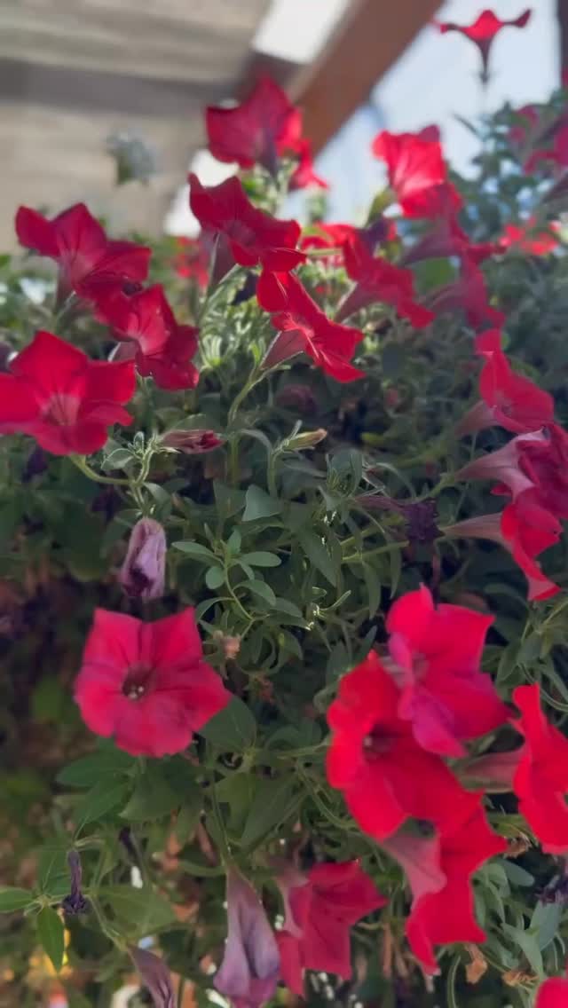 Summer lingers, cocktails sparkle, and the patio is calling. Don’t miss out 🌞🍹#
.
.
.
#crowandcart #whiteakerneighborhood #womanownedbusiness #cocktailsandmocktails #eugeneoregon #craftcocktails #SummerVibes #EndlessSummer #PatioSeason #GoodTimesAhead