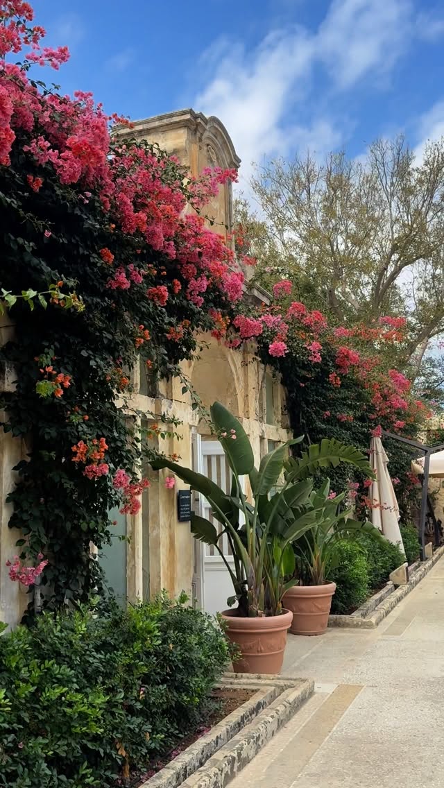 Here’s your daily dose of peace and tranquility 🌿 along with a reminder to seek out hidden treasures, 🐒 whether they are at the palace or in everyday life. Life’s treasures await 🐡