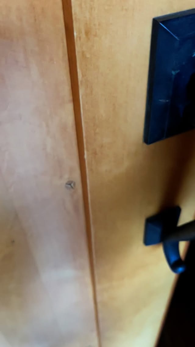 She has a lot to say about all of it. You should have heard what she said about the neighbors!
#petsitter #asheville #catsitter #chattycat #chatty