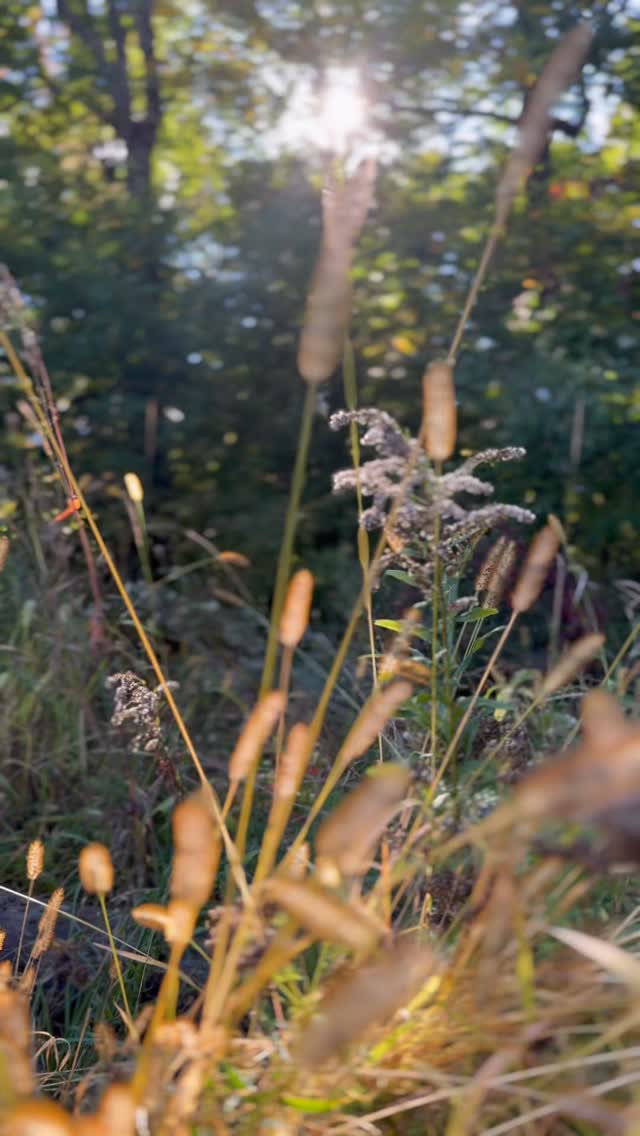 đ¤ˇââď¸ Well, maybe I am an expert after all.
Why?
Because Iâm a nostalgic mom who loves nothing more than her family.
Iâve been there, experienced the seasons of motherhood, and Iâm still living it as we speak.
I know how busy life gets, and before you know it, you are saying, âwhere did this year go?!â
Fall sports, family obligations, work craziness, and just the everyday stress. It all gets in the way of what is truly important: those you snuggle up with on the couch with at night.
Life isnât slowing down. But you can make it feel like it did for one small moment. Because these are the things worth remembering.
Vermont Family Photographer
Vermont Photographer
Vermont Maternity Photographer
New England Photographer
#lincolngapphoto #madrivervalley #vermontfamilyphotographer #vermonting #burlingtonfamilyphotographer #vermont #stowevt #stowefamilyphotographer #stowephotographer #vermontvacation #vermontfall #vermontfallfoliage #bostonmoms #vermonttravel