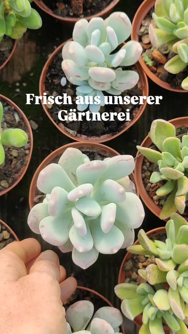 Von unserer Gärtnerei direkt zu dir nach Hause 🌱✨
Jede Pflanze wird mit viel Liebe ausgewählt und sicher verpackt, damit sie glücklich bei dir ankommt.
Finde jetzt deinen grünen Liebling und bringe frisches Leben in dein Zuhause!"
💚 Jetzt bestellen: Link in bio
#sukkulenten
#pflanzenliebe
#pflanzenshop
#pflanzenversand
#pflanzenzuhause
#urbanjungle
#plantlover
#meinesukkulenten
#kaktusgaertnerei
#pflanzenfreunde