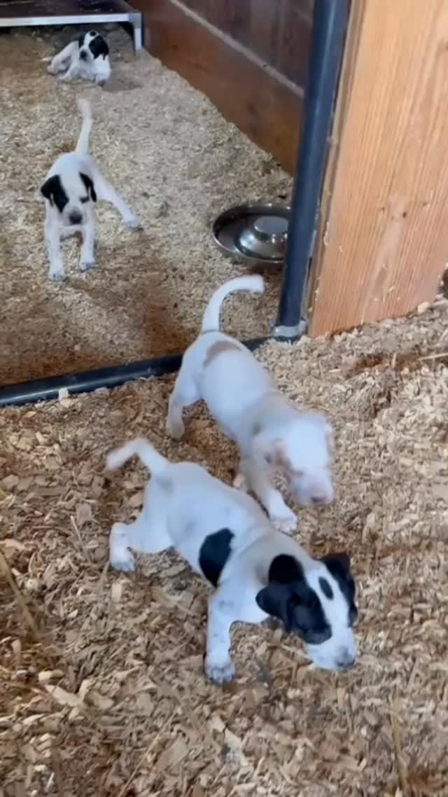 Puppies are on the move!