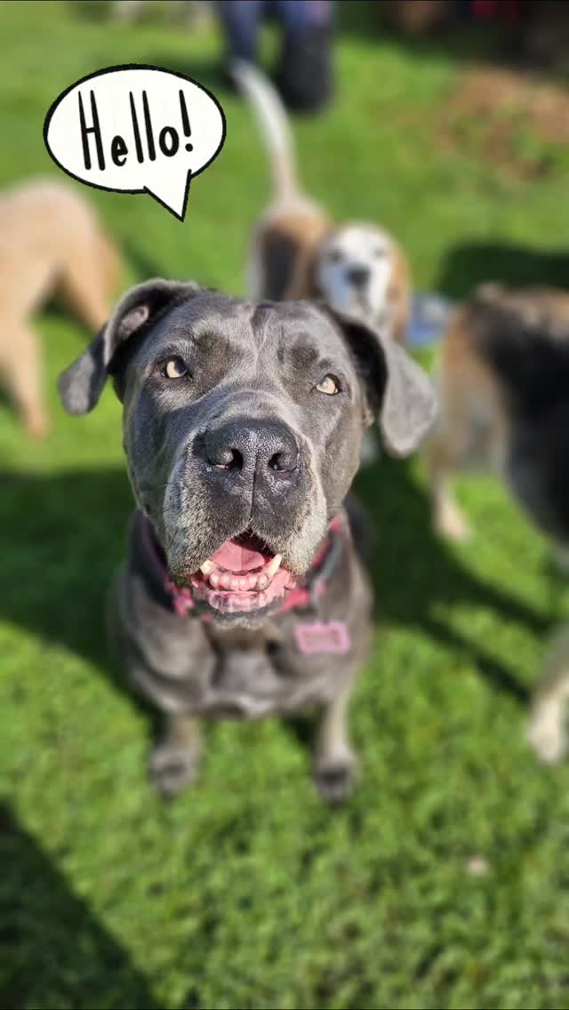 Welcome to this beautiful girl Sigma 🐾 she is such a gentle soul and slotted right into the pack. Her brother Alpha, the Beagle who had already joined us earlier in the week, introduced her to all his friends 😊🐾
#canecorso #doggydaycareuk #bestfriends #bigbreeddogs #bigbreedlovers