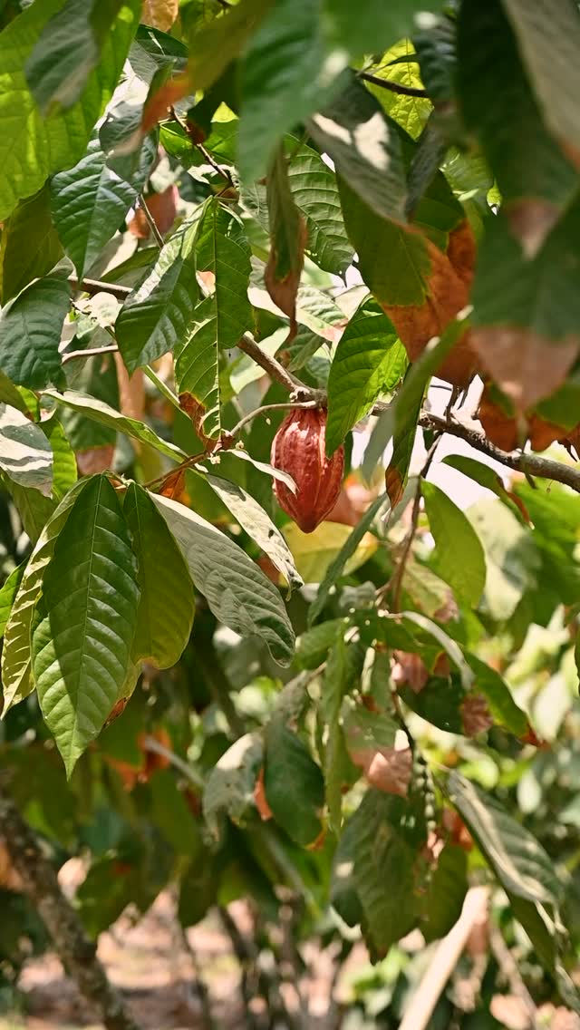 π± We Certify Trust π±
At Hacienda Palo Santo, certifications are more than a requirement. They are a reflection of our values, our respect for nature, and our responsibility to those who choose our cacao and cacao fruit products.
β¨ Certified Organic (EU & USDA) shows our commitment to farming with integrity and sustainability.
π‘ HACCP ensures food safety at every stage, from harvest to the finished ingredient.
βοΈ GMP guarantees that best practices guide every step of our process.
Through these certifications, we open the doors to lasting partnerships built on transparency, quality and care.
#OrganicCacao #CacaoFruit #HaciendaPaloSanto #SingleEstate #QualityCertified #cacaostory