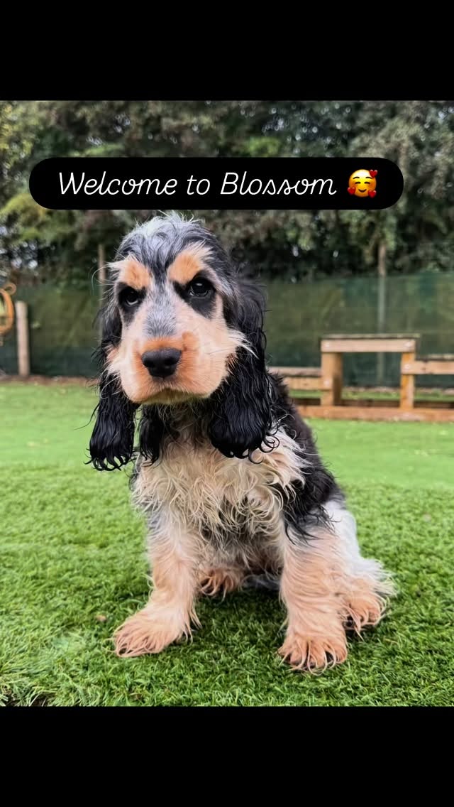 Welcome to this little stunner. If you want a minute of cute puppies playing, watch this. I could watch it for hours. 🥰#cockerpuppy #puppylove #firstday #dashund #sausage #newfriends❤️