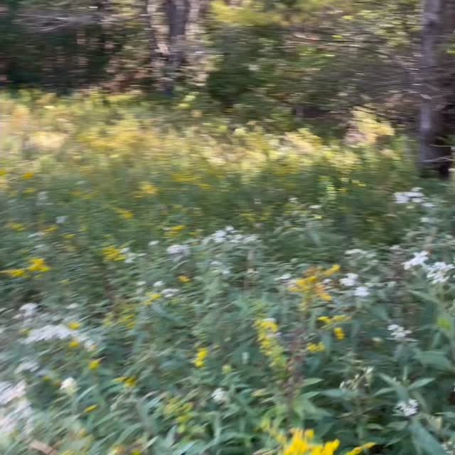 It feels good to be out scouting North Country covers. Yesterday was good for the dogs and good for my soul. Plenty of contacts on grouse and woodcock, including some young grouse. Better yet, I was on new ground. It doesn’t get much better than trying a new spot and finding numbers of birds.