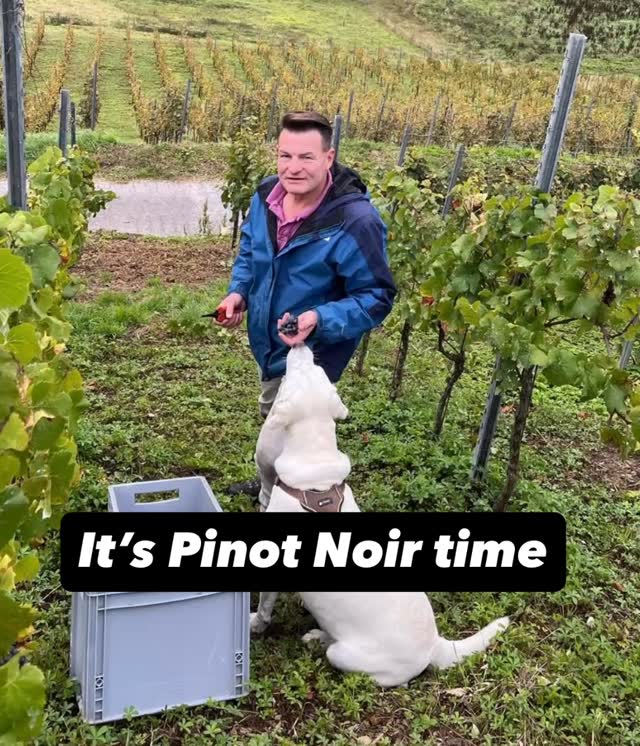 #rinkeweine #weingutrinke #muschelkalktrifftschiefer #rinke #biolandmosel #allesaussergewöhnlich #allesaussergewöhnlich #organicviticulture #pinotnoir #harvest #harvest2025 #bioland_official