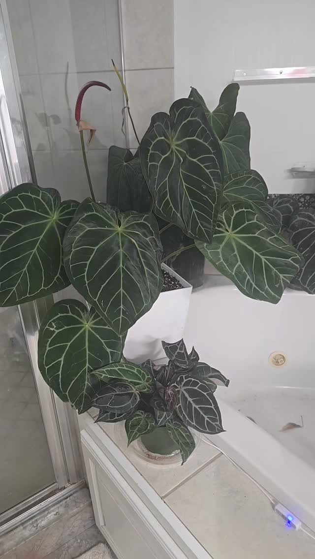 Ignore that b azz yellow leaf. She has no reason to be sad. She has the perfect environment...shes just stupid.
#thehenandthechick #smallbusiness #greenhouse #plantsofinstagram #tropicalplants #anthurium