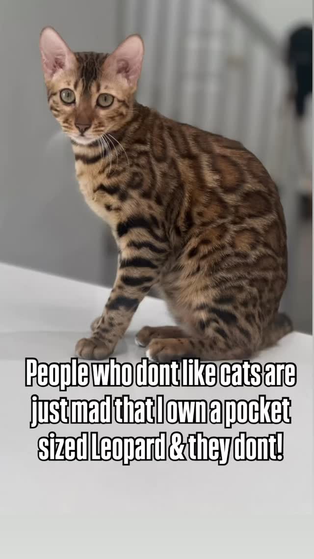 Meet Kali our F5 Brown Bengal Queen 👸 #socalbengals #calibengals #bengalcat #californiabengals #exoticbengal #bengalsofinstagram #greeneyebengal #bengalkitten #catlife #brownbengal #goldbengal