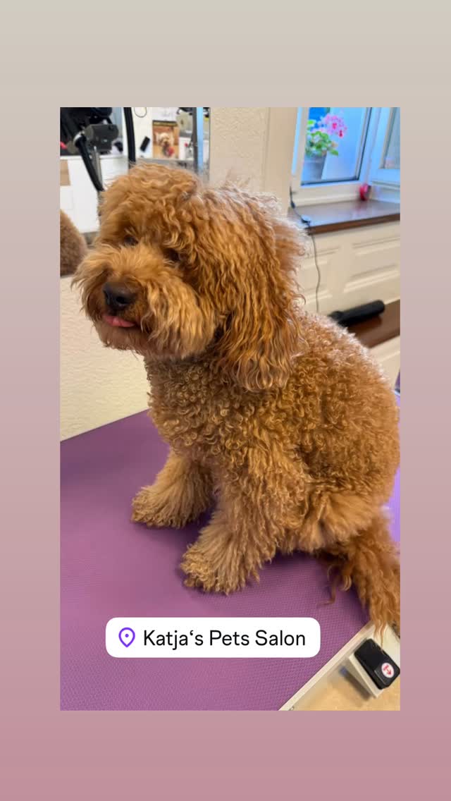 #grooming #hundesalon #luzern #grooming_luzern #maltese #hundesalonluzern #pudel #bolonka #coopuddel #cokapoo