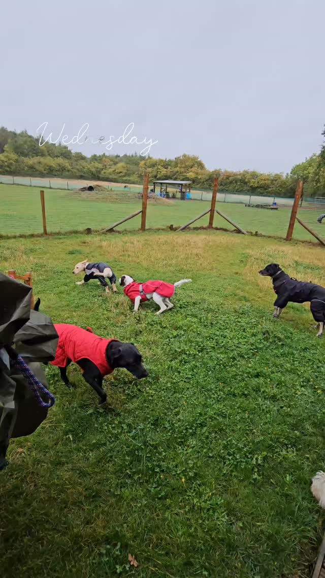 Rainy walks and warm snuggles at Pawsome today
#doggydaycareuk #rainydaysnuggles #autumnscoming🍁 #peacefulpups #restisessential