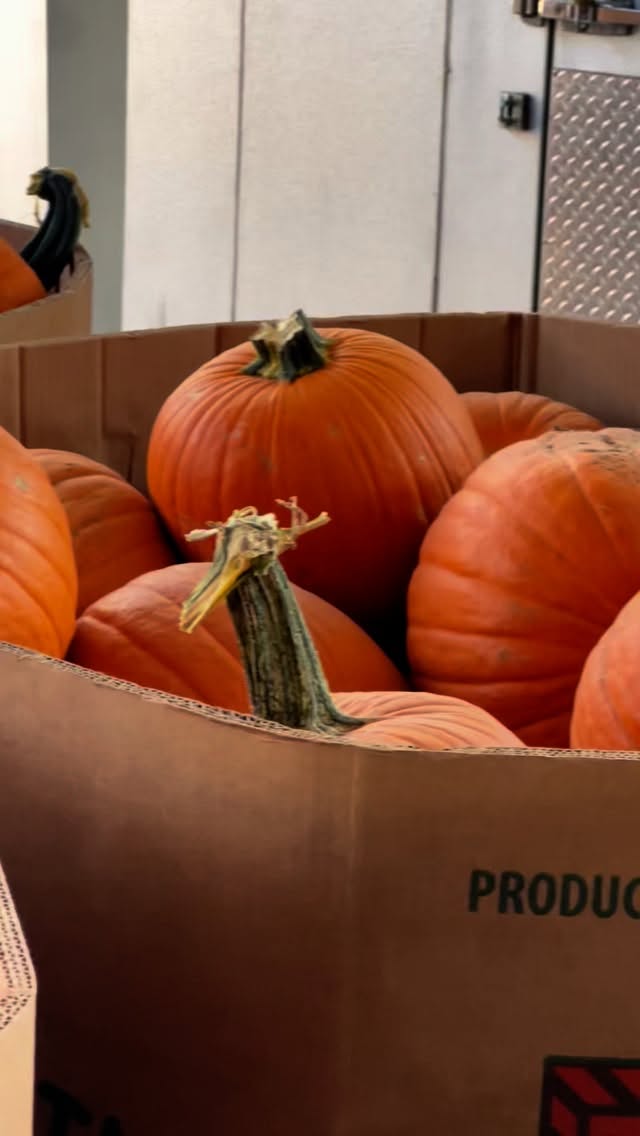 🎃✨ Dress Your Porch in Fall’s Finest ✨🎃
From classic orange jack-o-lanterns to elegant white ghost pumpkins, playful mini pumpkins, vibrant specialty gourds, and cozy pie pumpkins—we’ve got every shape, size, and color to bring your porch to life this season. 🍂
Whether you’re going for charming & rustic or bold & festive, our wide variety of pumpkins makes it easy to create the perfect fall vibe. Pair them with hay bales and mums for a picture-perfect display that will welcome every guest with seasonal charm.
📸 Porch goals start here → Let’s make your fall décor unforgettable!
#PumpkinPorchDecor #fyp
#FallFrontPorch #PumpkinSeason #PorchGoals #CozyFallVibes #PumpkinDecor #AutumnFrontPorch
#FallDecorInspo #PumpkinPatchVibes
#FrontPorchStyle #PumpkinLove