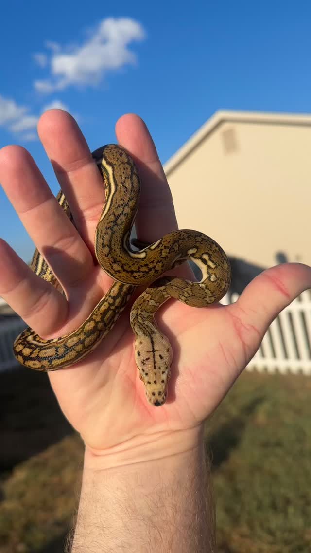 One of my favorite Aztec Tigers 50% Kayuadi!!! His headstamp looks insane. He’s not even a holdback!!! NathanHessReticsandmore.com