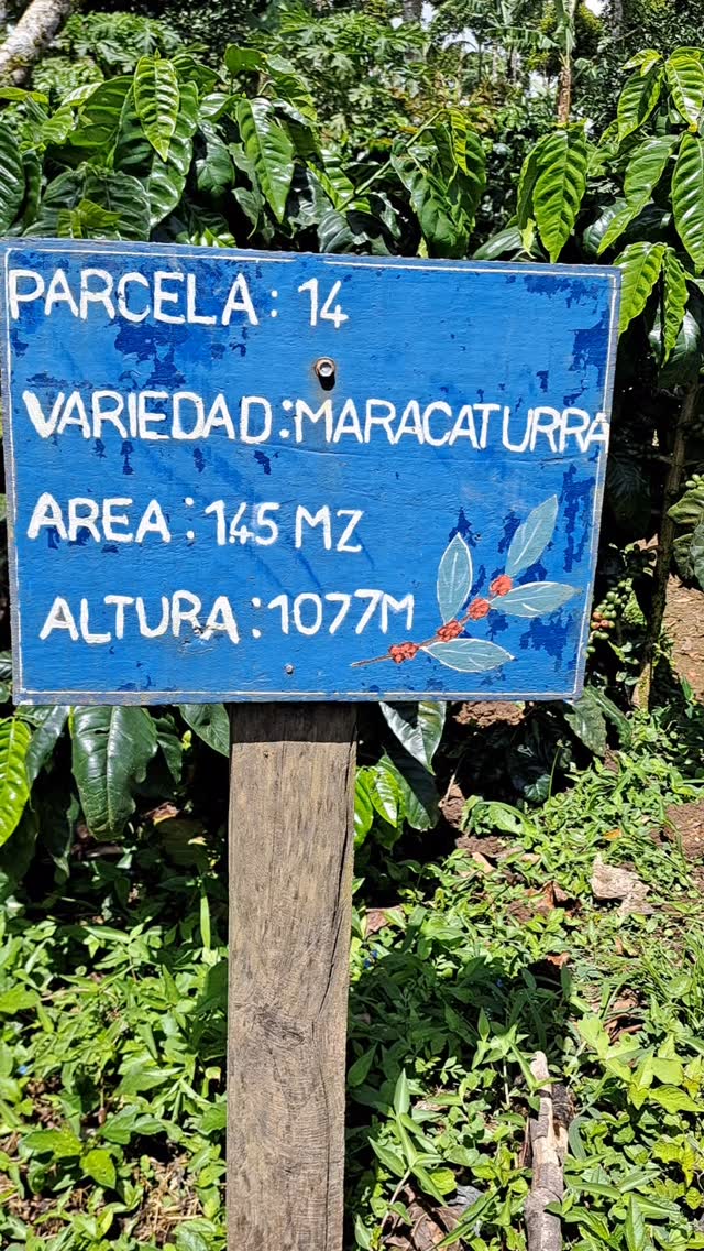 Just a few of our varieties…
🤝 If you’re a roaster seeking a long-term business relationship with those who farm your beans, reach out!
🔗 Click the link in our bio or DM our farming group. We ship almost anywhere on pallets.
#greencoffee #specialtycoffee #nicaragua #naturalprocess #honeyprocess #thirdwavecoffee #anaerobiccoffee #pacamara #directtrade #directtradecoffee #woc #coffeeprocessing #sustainablecoffee #biodynamiccoffee #coffeeroaster #coffeesorting #coffeeroasting #coffeefarm #sampleroasting #goldmtncoffee #besocialbegold #coffeefermentation #carbonicmacerationcoffee #nicaraguancoffee #worldofcoffee #yellowpacamara #yeastcoffee