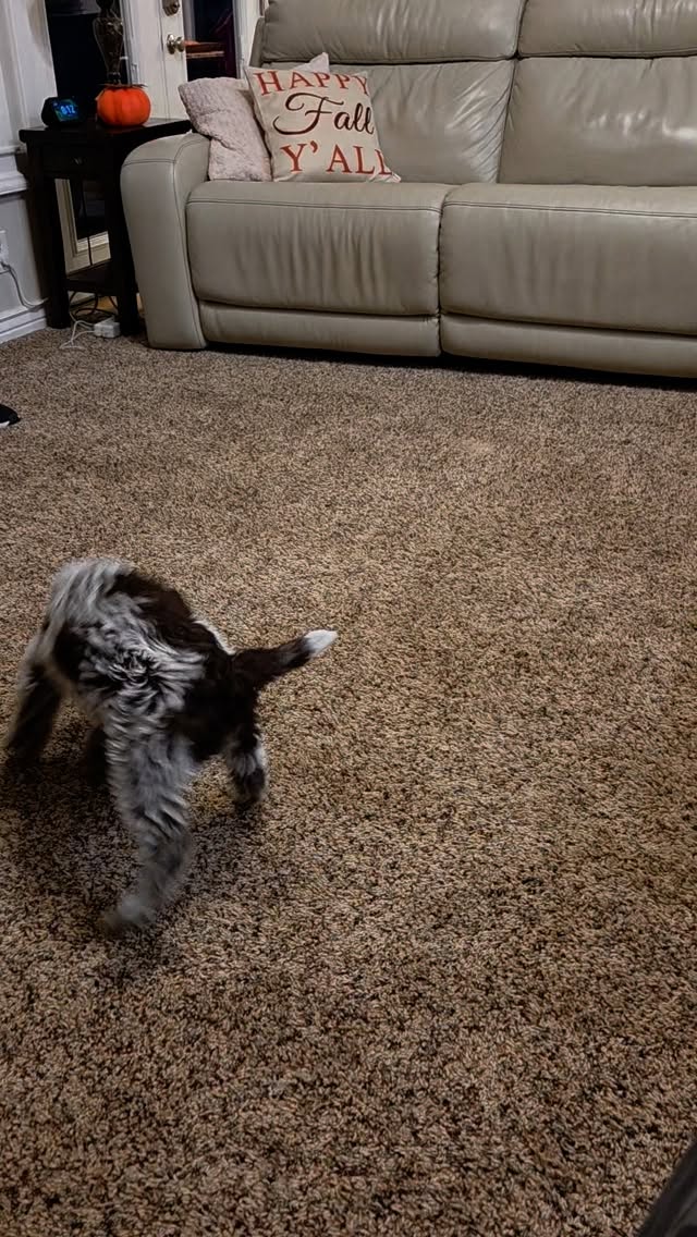 Say hello to the newest edition to our family, Seaview Mountain River Ivy
#wirehairedpointinggriffon #mansbestfriend #puppiesofinstagram #wpgoftheday #akc #navhda