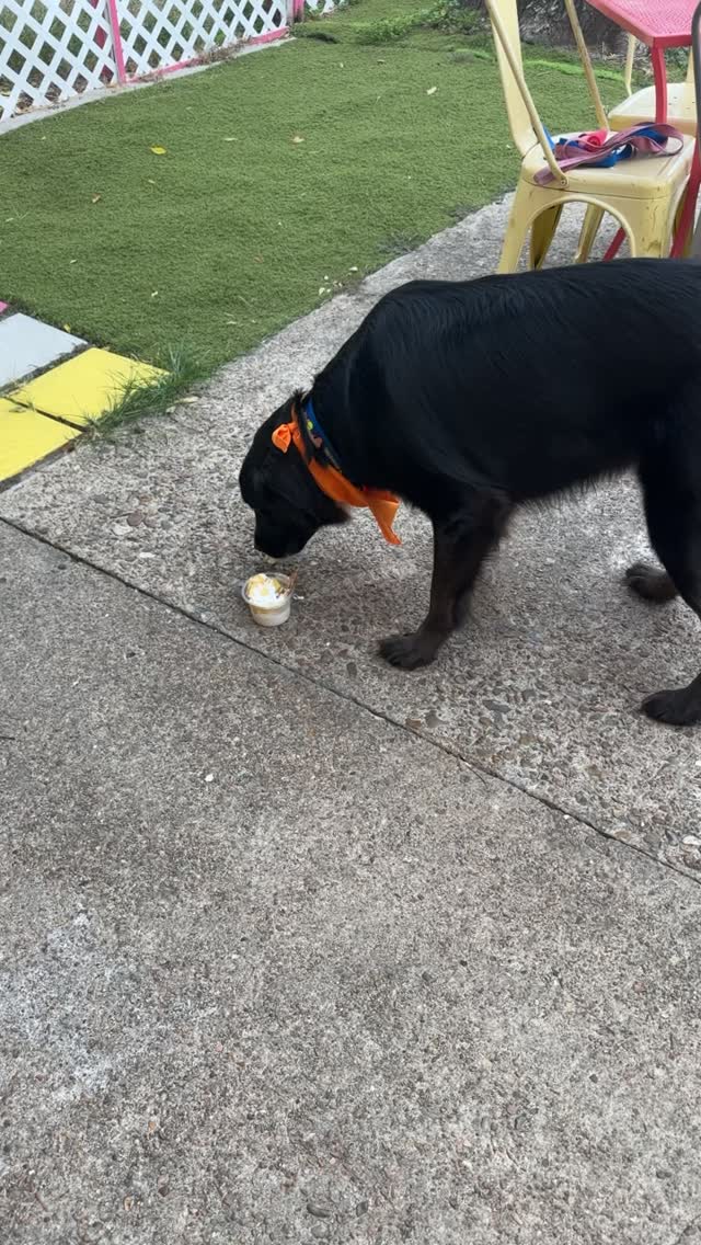 Bandit and Bella living their best dog life at the dog bar eating their Sundays #thedogbar #thedogbarhtx #houstondoglovers #houstondog #dogfriendly #petfriendly #houstonpets #montrose #doglovers #dogstore #petstore #dogbar #dogcafe #houston #houstonthingstodo #dogpark