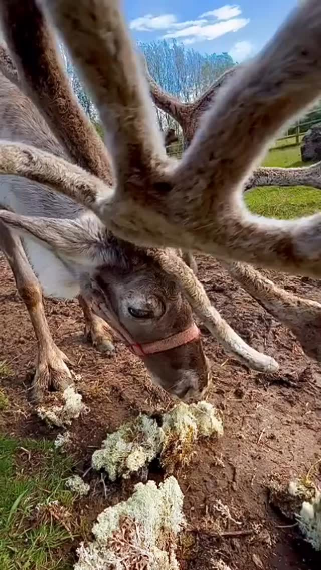 Up close & Personal with Dudley & Daisy 🦌🦌🤎#reindeers #northwestfarm #fyp
#cheshirefarm #woodlandsalpacafarm #pettingfarm #alpacafarm #alpacafarmwarrington