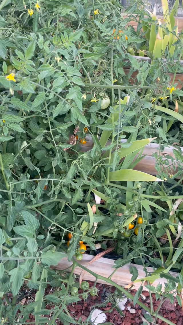 Lila planted these what seems like yesterday so thankfu! Fresh tomatoes are the best! My favorite varieties celebrity & lemon boy! What are your favorites? #codywyoming #dosomethingyoulove #mylittleplantshop #zone4gardening #freshveg