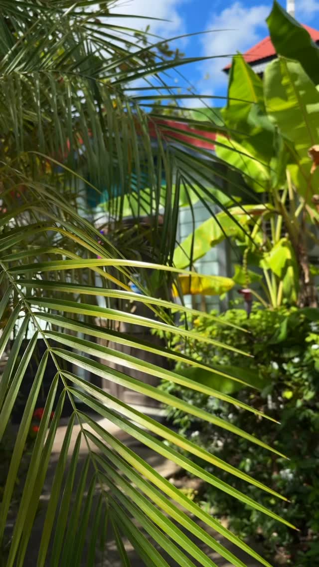 Meet me for lunch? 🥗🍽️
#knifeandforkgrenada #GrenadaEats #GrenadaFoodie #GrenadaRestaurants #GrenadianCuisine #StGeorgesGrenada #ExploreGrenada #TasteGrenada #CaribbeanEats #CaribbeanFoodie
#visitgrenada