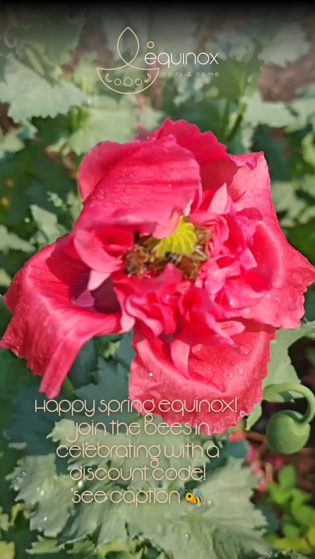 Celebrate this Spring Equinox with us and the bees by enjoying 21% off all website purchases for 21 hours 🫶🏼
Use code 21SEPTEMBER at checkout to grab this offer 🐝🐝