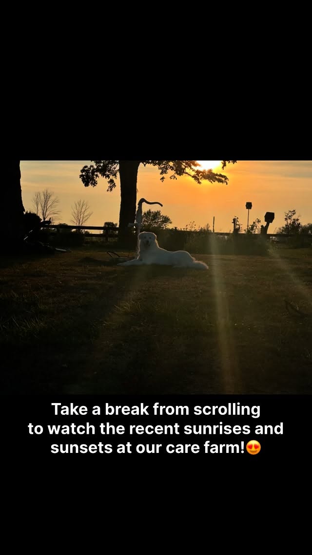😍😍prettiest sunrises and sunsets at the farm🌅🌄 #ontario #carefarm #thistlehousefarm #sunset #sunrise #pinksky