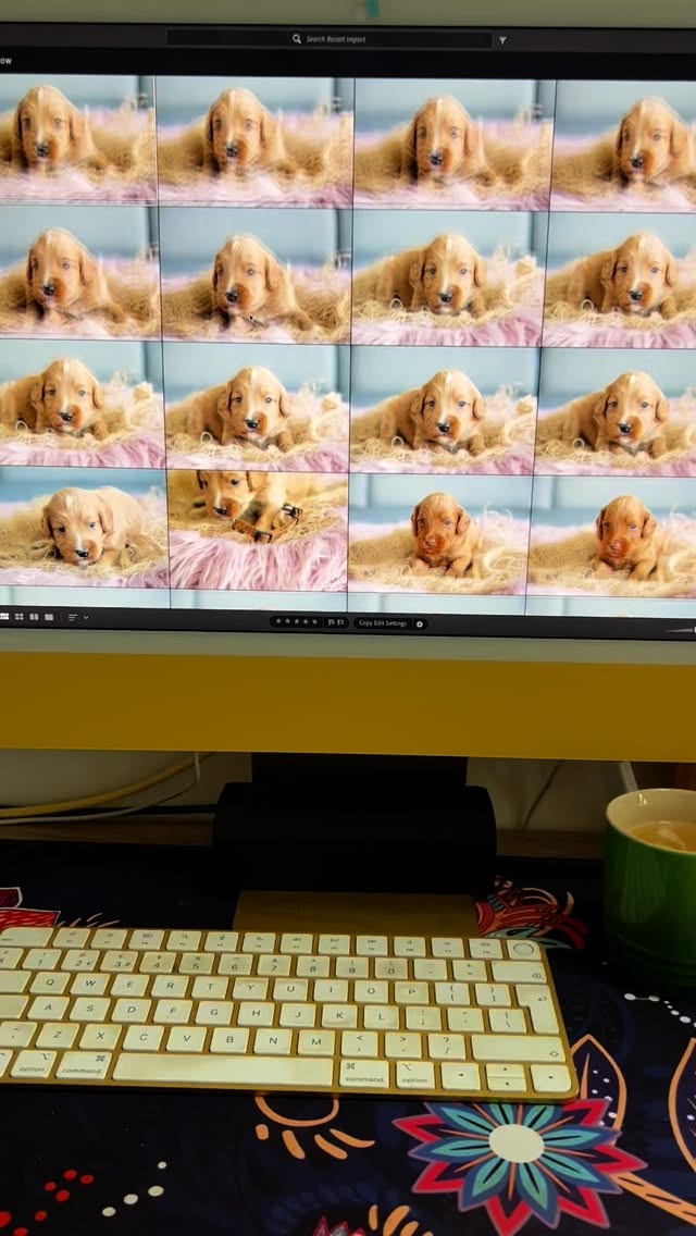 Part of our weekly pupdate is a weekly photoshoot! Who doesn’t love new puppy photos every week?! 😍🥰
.
.
.
#australianlabradoodle #australianlabradoodlesofireland #doodlenation #labradoodlenation #labradoodlelovers #dogsofworld #dogmodeling #labradoodlesofinstagram #doodlesoftheworld #dogsofinstagram #doodlemodels #doodlemom #ilovelabradoodles #dogsofinstagram #dailydogfeatures #alischoicepetfood #dogsareforlife #dogsofinsta #dogoftheday #dublindogs #wala #walalabradoodles #teamwala